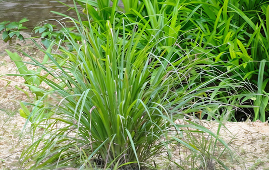 Using Plants To Repel Mosquitoes And Other Insects