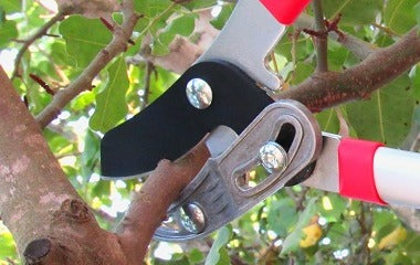 How To Prune With Loppers