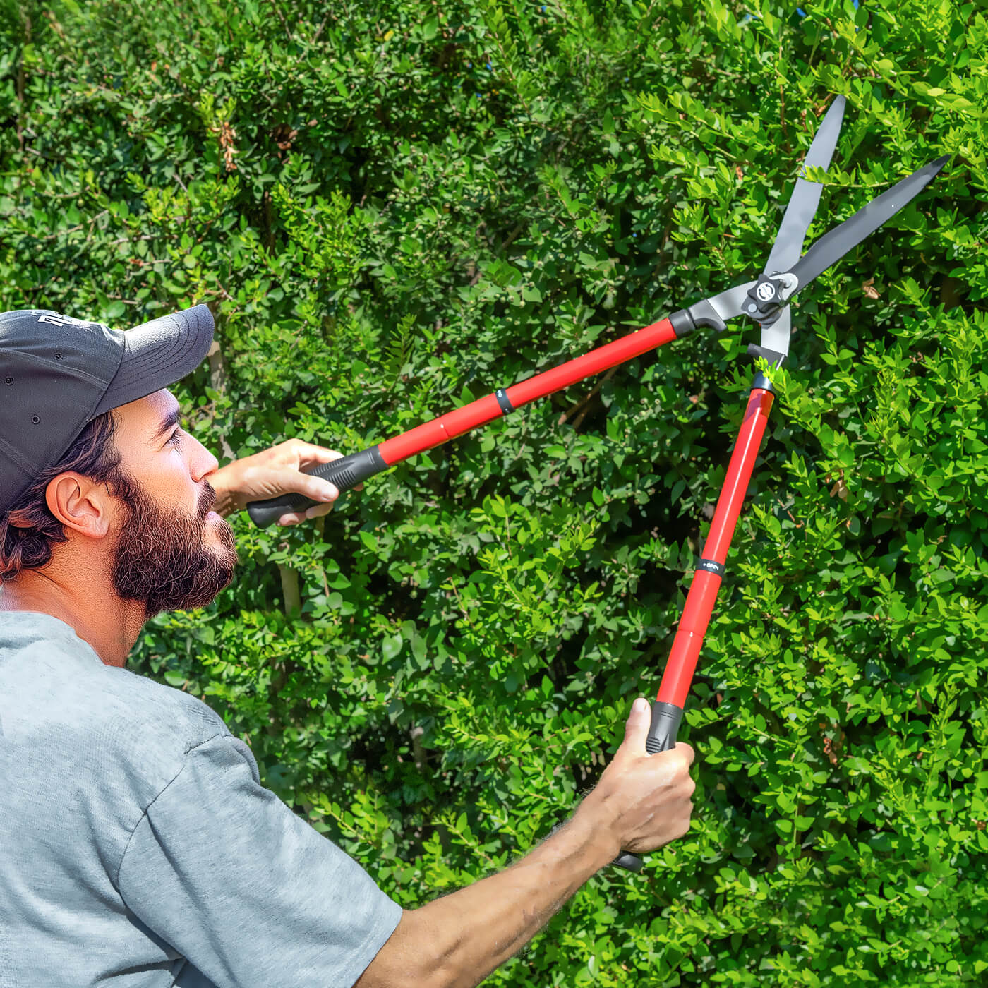 Hedge Shears