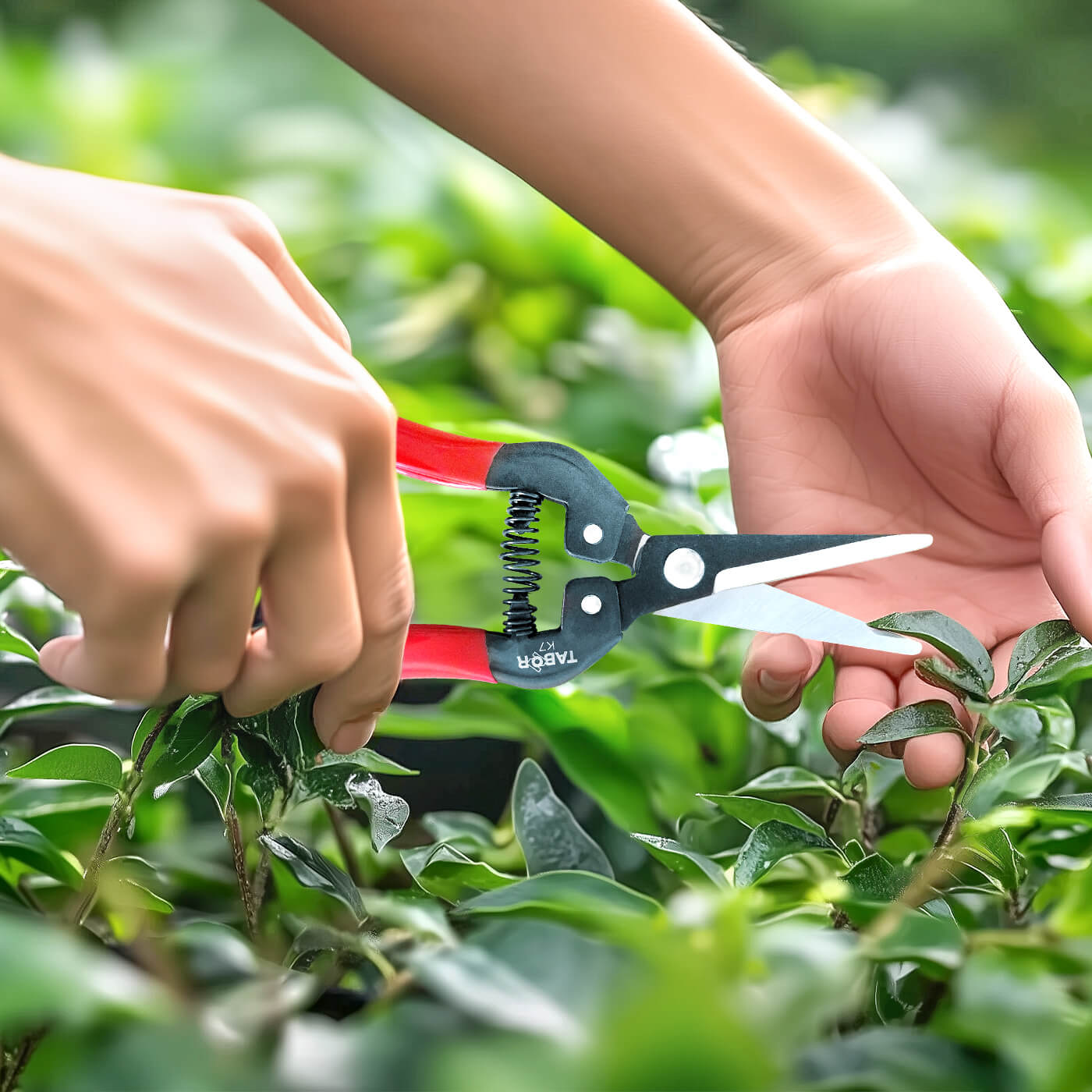 Pruning Shears & Scissors