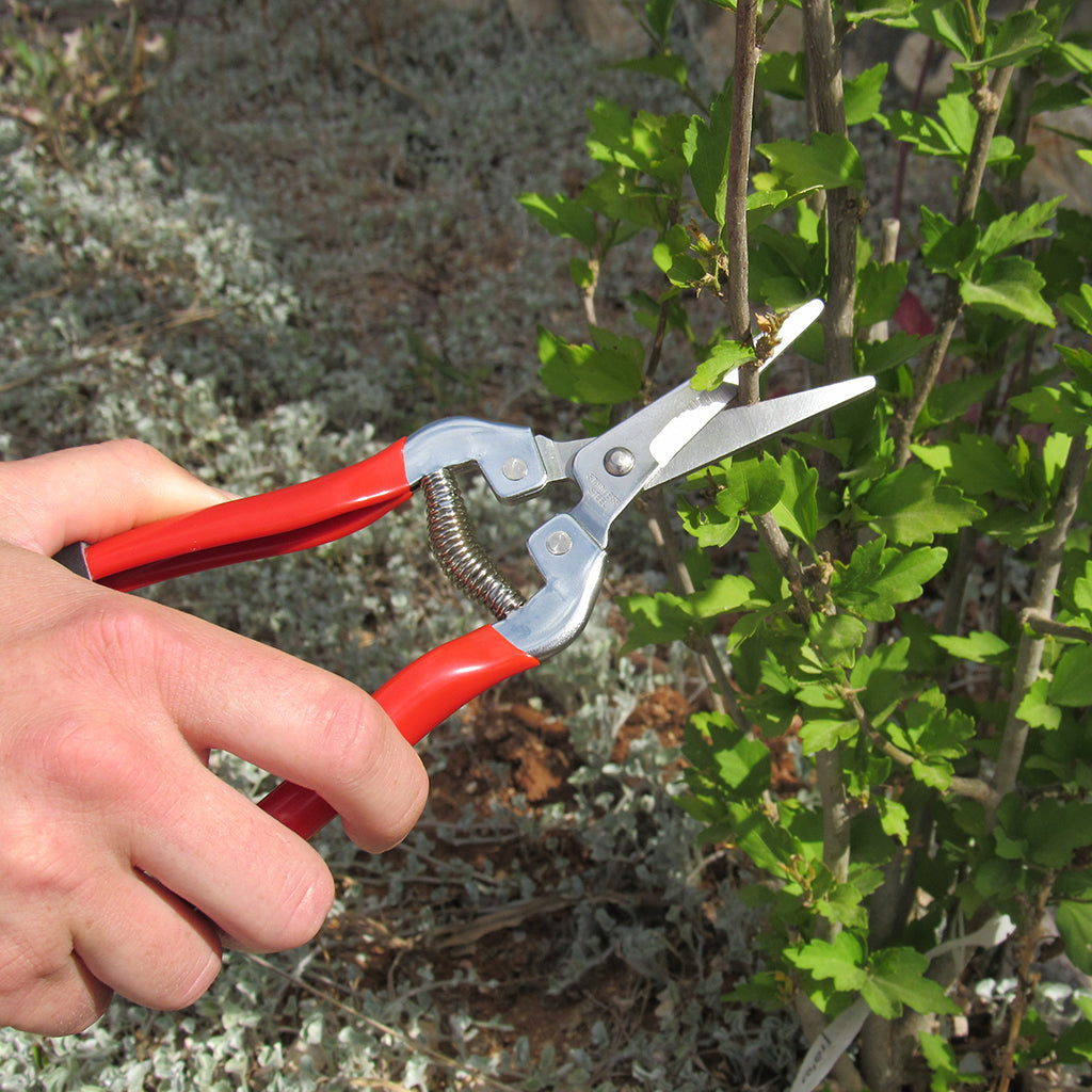 scissors garden plant cutting tool TABOR TOOLS Pruning Shears, Florist Scissors, Multi Tasking Garden Snips for Arranging Flowers, Trimming Plants and Harv