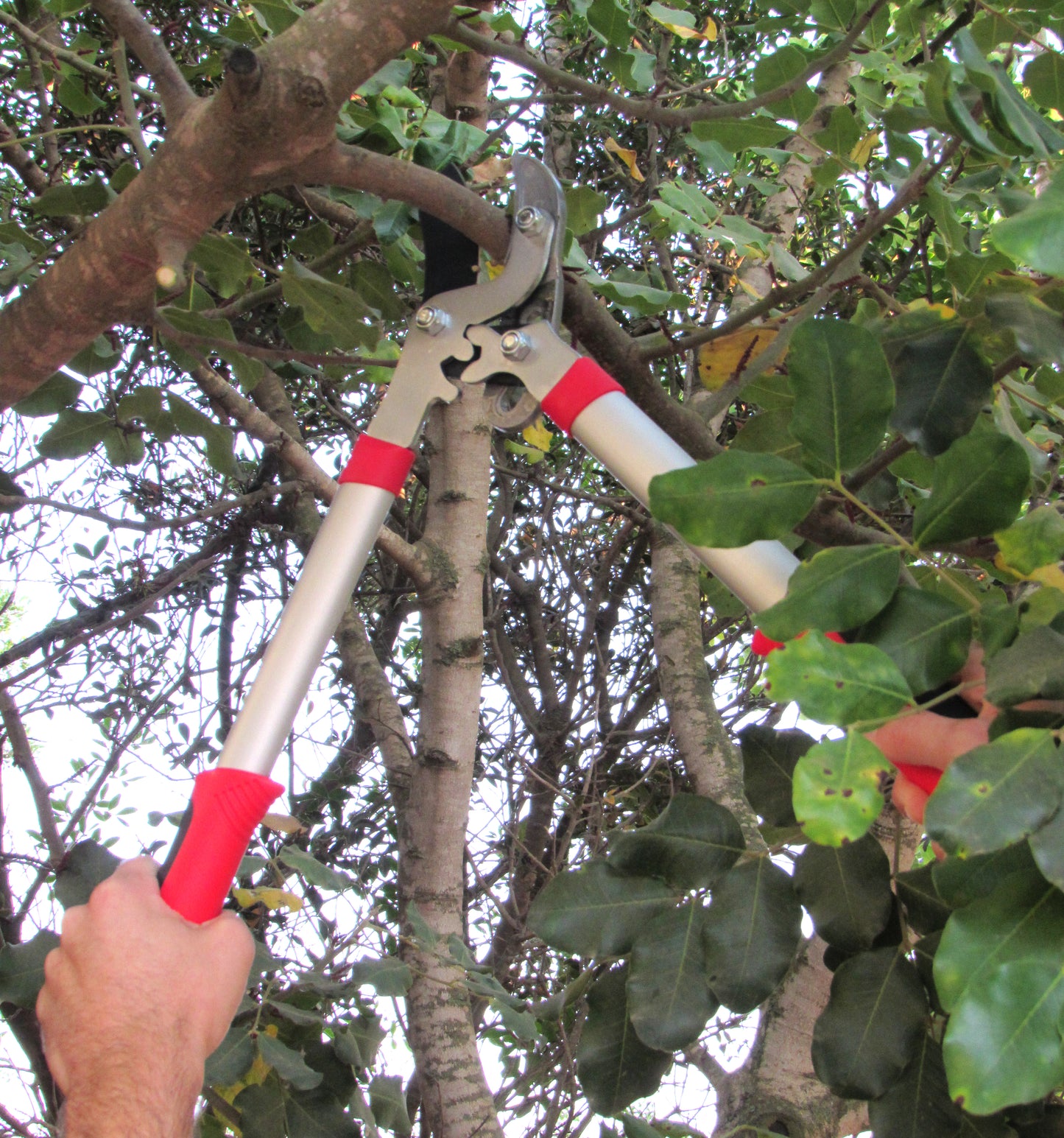 TABOR TOOLS GB19A Aluminum Anvil Lopper, 19-Inch Aluminum Handles with ...