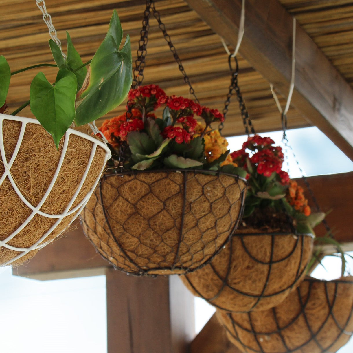 Coconut Hanging Planters, 2 Pack - 12 variations