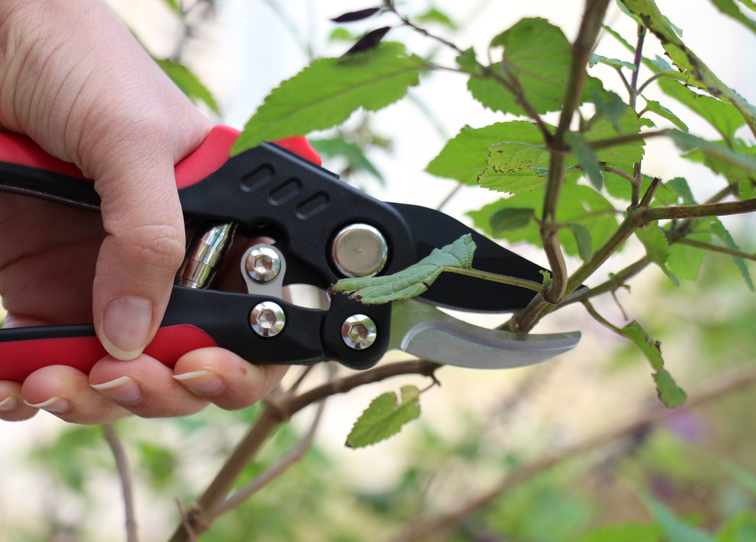 Tabor tools online hedge shears