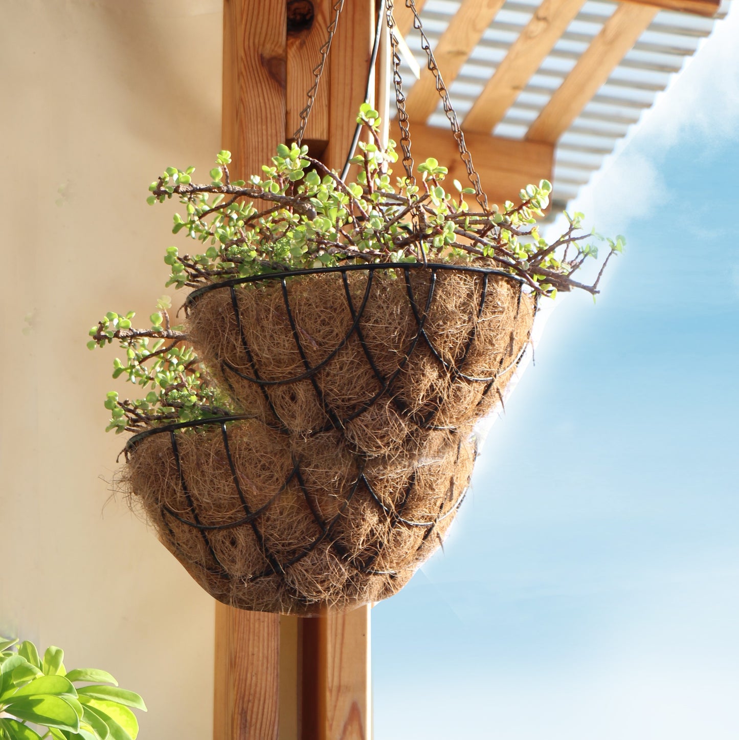 Coconut Hanging Planters, 2 Pack - 12 variations