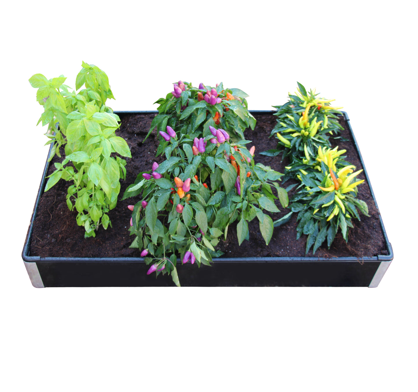 Raised Garden Bed Kit (3.3 ft x 2 ft). TR7A.