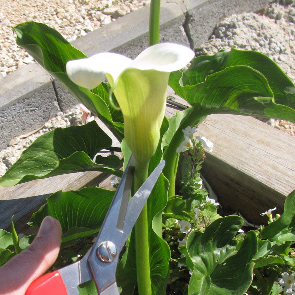 Florist Scissors, Multi-Tasking Garden Snips, Pruning Shears for