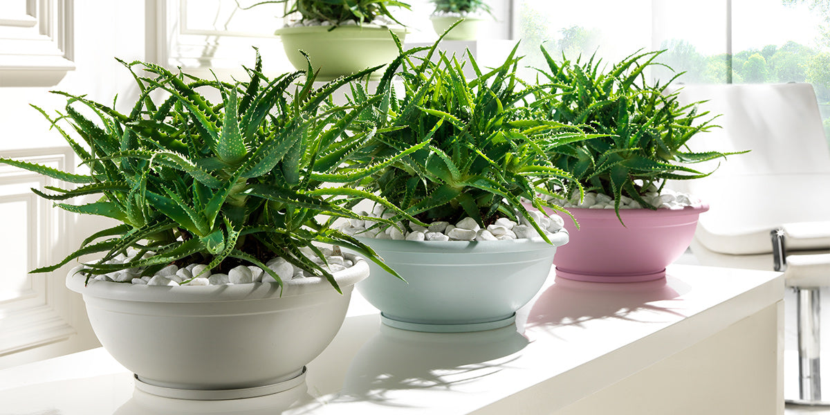 Plastic Bowl Planters (8 colors)